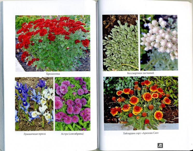 Иллюстрация 10 из 10 для Выращиваем многолетние цветы - Любовь Мовсесян | Лабиринт - книги. Источник: mayra