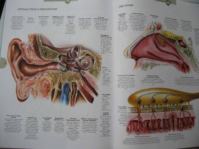 Иллюстрация 12 из 13 для Атлас анатомии человека - Виге, Орте | Лабиринт - книги. Источник: i.oxana