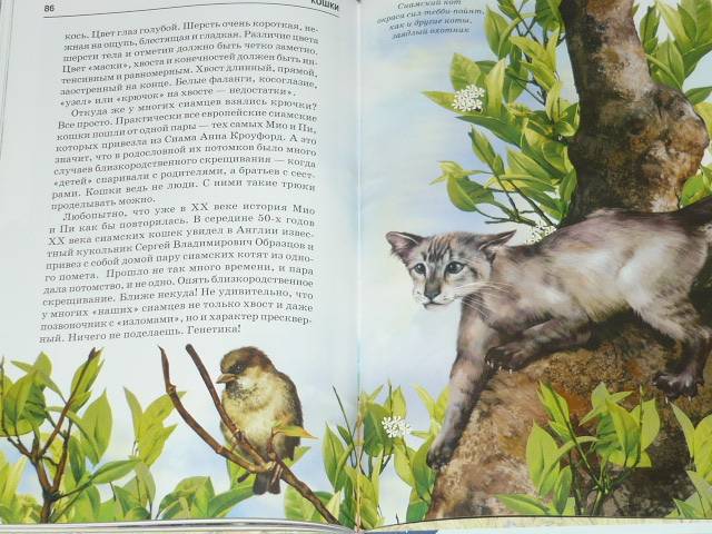 Иллюстрация 27 из 32 для Кошки - Сергей Афонькин | Лабиринт - книги. Источник: Ромашка:-)