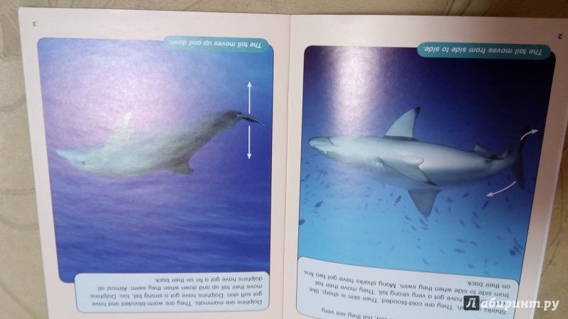 Иллюстрация 2 из 5 для Sharks & Dolphins. Dolphins Rescue. Level 6 - Donna Shaw | Лабиринт - книги. Источник: Грошева  Надежда
