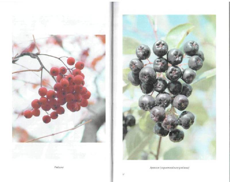 Иллюстрация 10 из 15 для Плодовые деревья - Мария Цветкова | Лабиринт - книги. Источник: Юта