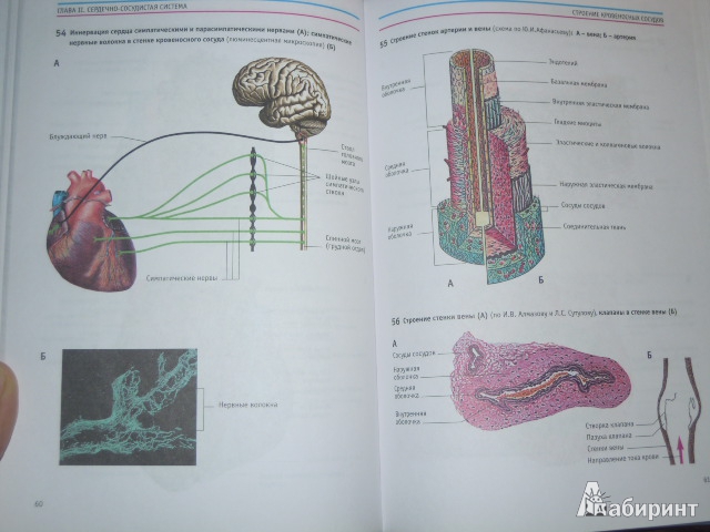 Иллюстрация 32 из 36 для Анатомия человека: Атлас - Курепина, Ожигова, Никитина | Лабиринт - книги. Источник: Iwolga