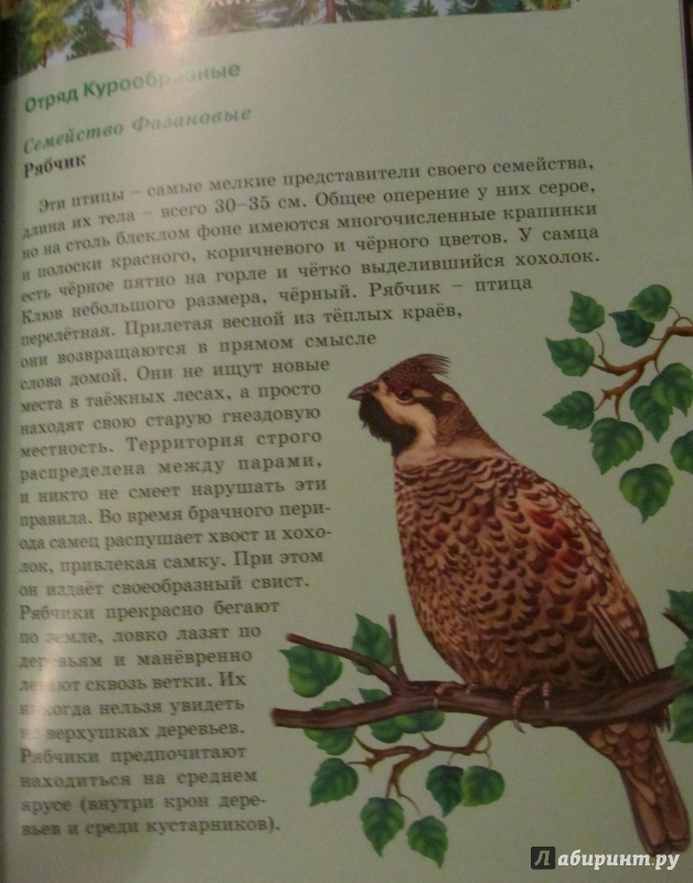 Иллюстрация 44 из 61 для Птицы | Лабиринт - книги. Источник: Нагорная  Анна