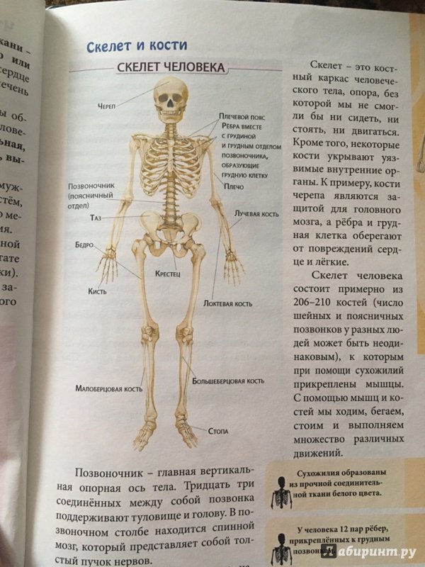 Иллюстрация 4 из 24 для Человек и его тело - Оксана Балуева | Лабиринт - книги. Источник: Узназакова  Карина Рафиковна