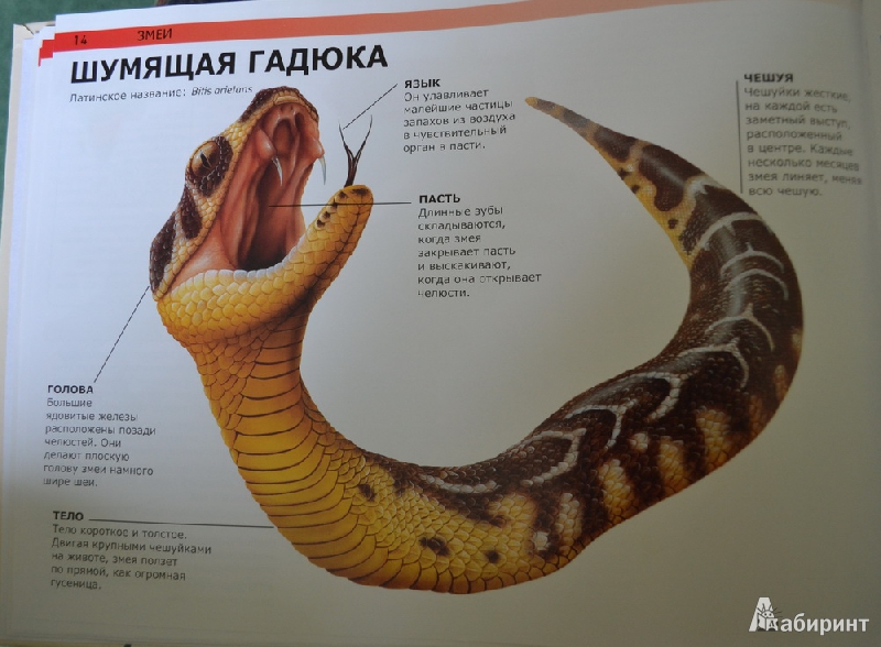 Иллюстрация 7 из 13 для Змеи и другие рептилии: самые страшные холоднокровные создания в мире - Сюзан Барраклаух | Лабиринт - книги. Источник: Irichka