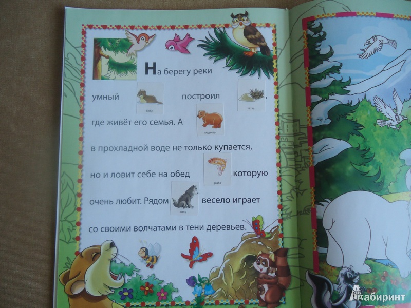 Иллюстрация 4 из 11 для Животные в лесу | Лабиринт - книги. Источник: Романовский  Владимир Игоревич