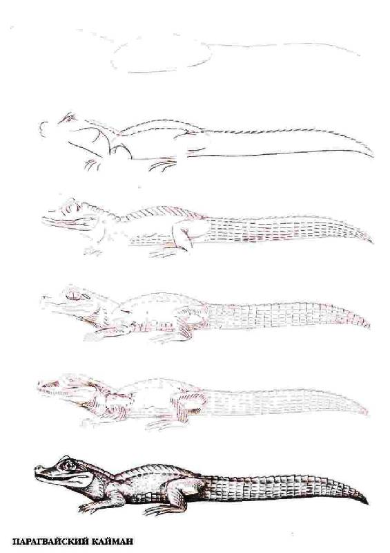Иллюстрация 27 из 39 для Рисуем 50 исчезающих животных - Эймис, Бадд | Лабиринт - книги. Источник: Юта