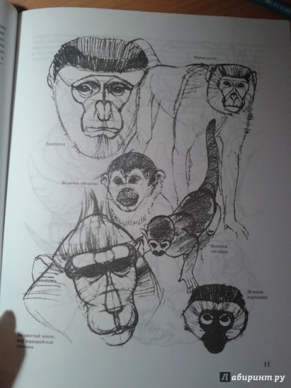 Иллюстрация 5 из 9 для Учитесь рисовать диких животных - Дэвид Браун | Лабиринт - книги. Источник: Ксения