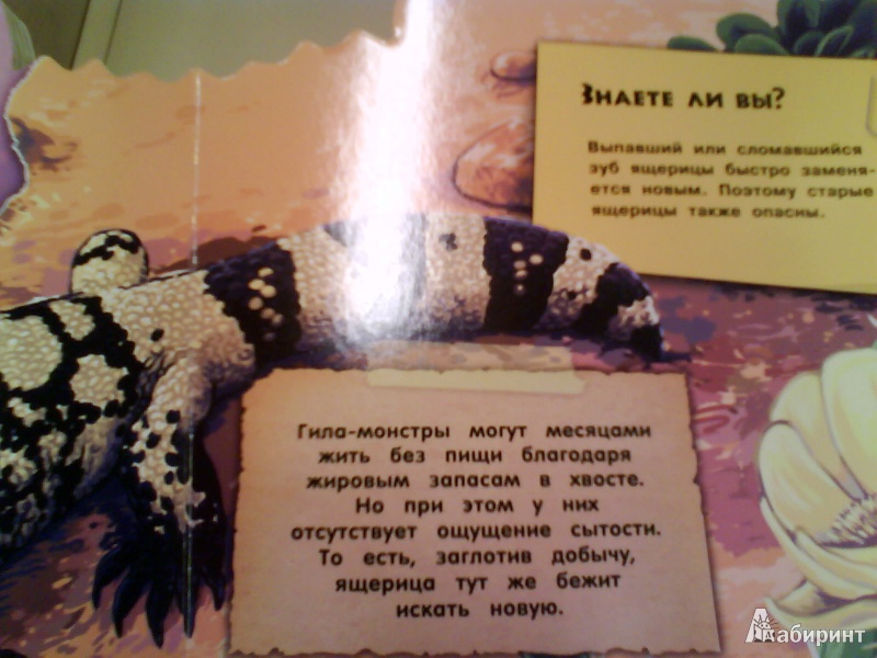 Иллюстрация 14 из 16 для Дикие животные. Необычные ящерицы | Лабиринт - книги. Источник: Мила