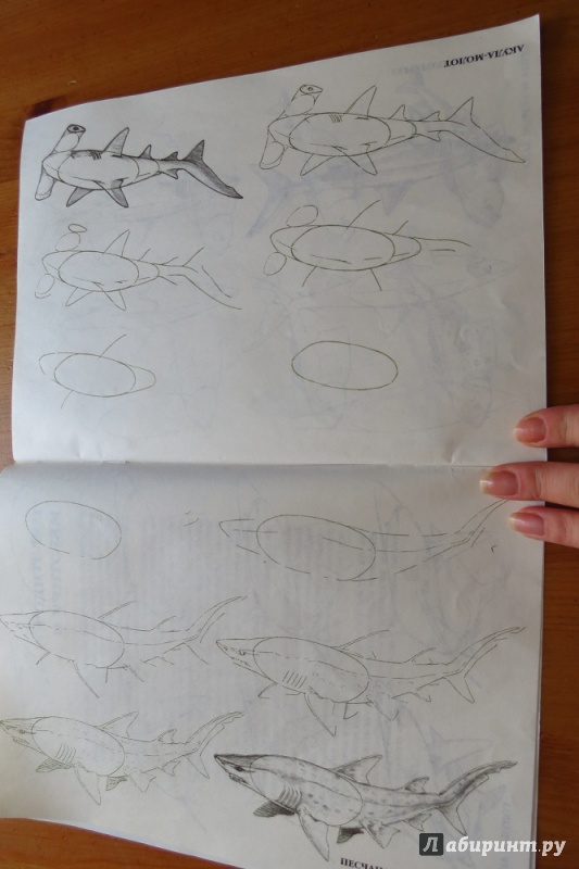 Иллюстрация 3 из 33 для Рисуем 50 акул, китов и других морских животных - Эймис, Бадд | Лабиринт - книги. Источник: Жар птица