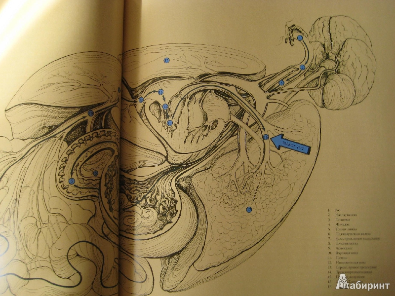 Иллюстрация 54 из 60 для Тайны анатомии - Кэрол Доннер | Лабиринт - книги. Источник: Макарова  Елена
