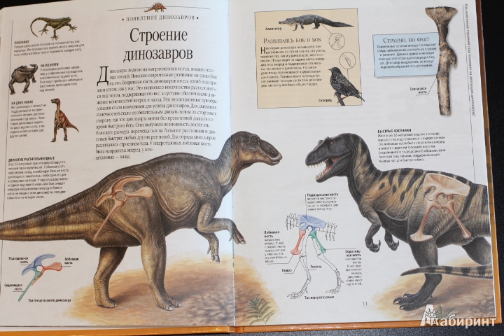 Иллюстрация 41 из 45 для Динозавры и рептилии | Лабиринт - книги. Источник: LittleDragon