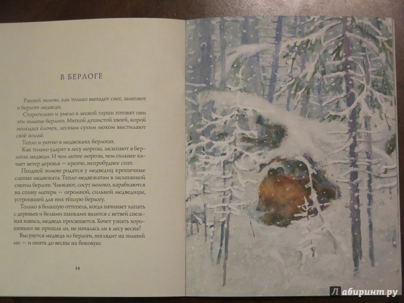 Иллюстрация 18 из 64 для Зима в лесу - Иван Соколов-Микитов | Лабиринт - книги. Источник: anschaffen