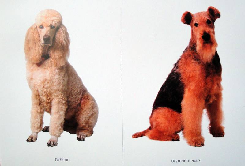 Иллюстрация 13 из 21 для Мир в картинках: Собаки. Друзья и помощники: 3-7 лет | Лабиринт - книги. Источник: АннаЛ