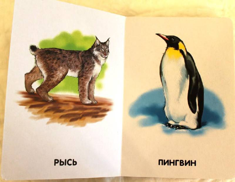 Иллюстрация 2 из 5 для Любимые животные. 22 картинки | Лабиринт - книги. Источник: Ленча
