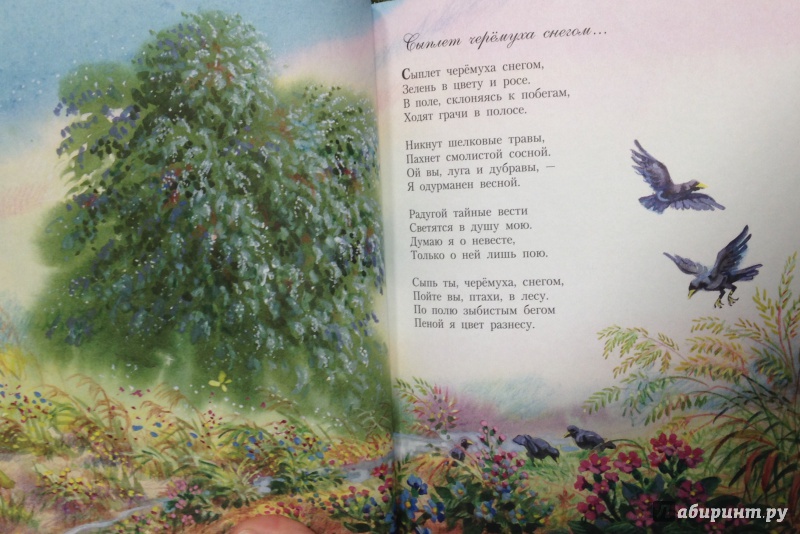 Стихи сыплет снег. Иллюстрацию к стихотворению Есенина сыплет черёмуха. Иллюстрации к стихам о природе. Иллюстрации к стихам Есенина.