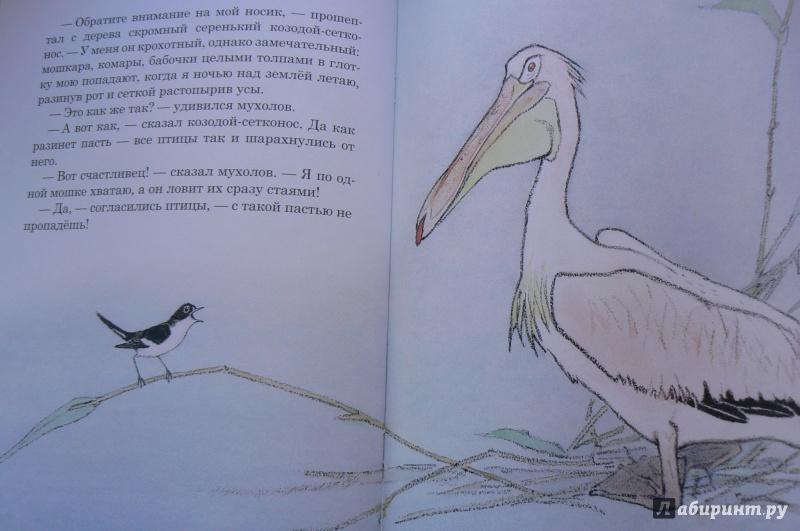 Иллюстрация 29 из 51 для Чей нос лучше - Виталий Бианки | Лабиринт - книги. Источник: Марина