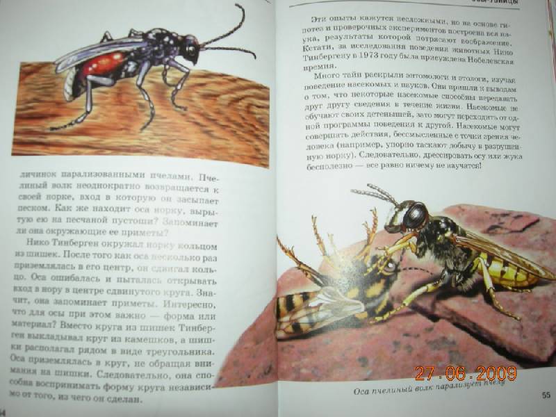Иллюстрация 24 из 40 для Жуки и другие удивительные насекомые - Сергей Афонькин | Лабиринт - книги. Источник: Соловей