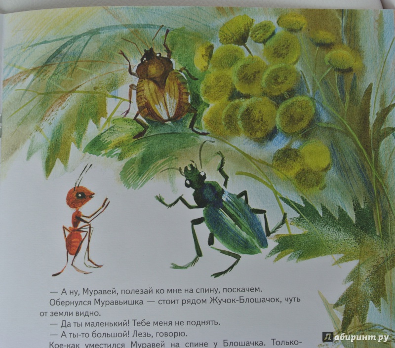 Иллюстрация 20 из 33 для Как муравьишка домой спешил - Виталий Бианки | Лабиринт - книги. Источник: adsveta
