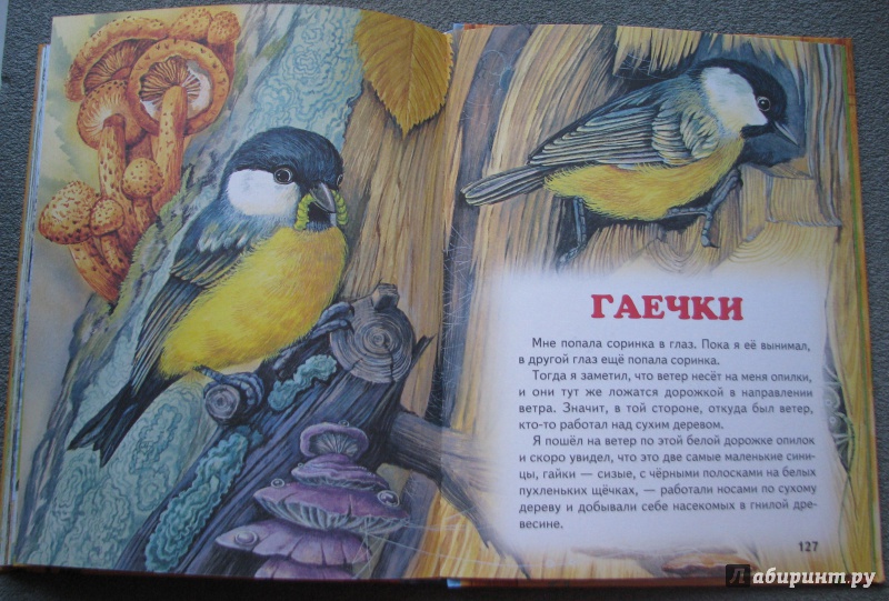 Иллюстрация 22 из 22 для Большая птичья книга | Лабиринт - книги. Источник: Штерн  Яна