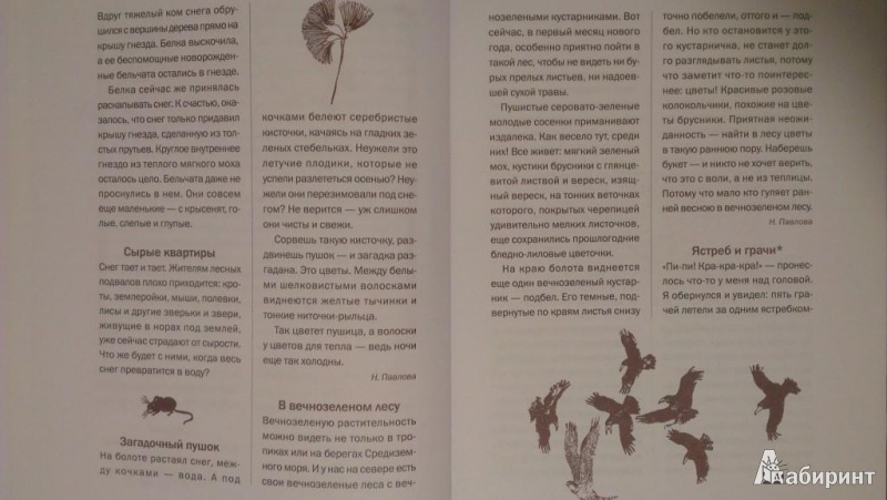 Иллюстрация 12 из 42 для Лесная газета на каждый год. Весна-Лето - Виталий Бианки | Лабиринт - книги. Источник: Katty