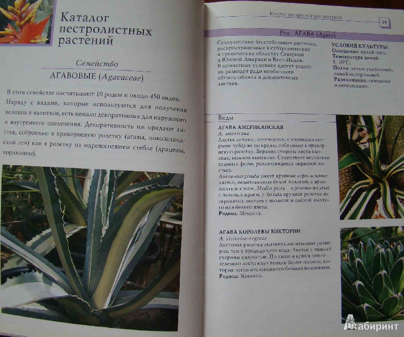 Иллюстрация 10 из 10 для 120 лучших пестролистных комнатных растений - Борис Головкин | Лабиринт - книги. Источник: Easy