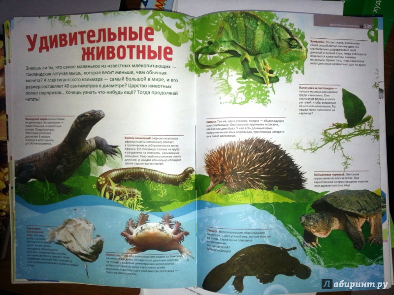 Иллюстрация 4 из 11 для Мир животных | Лабиринт - книги. Источник: K_Oksy