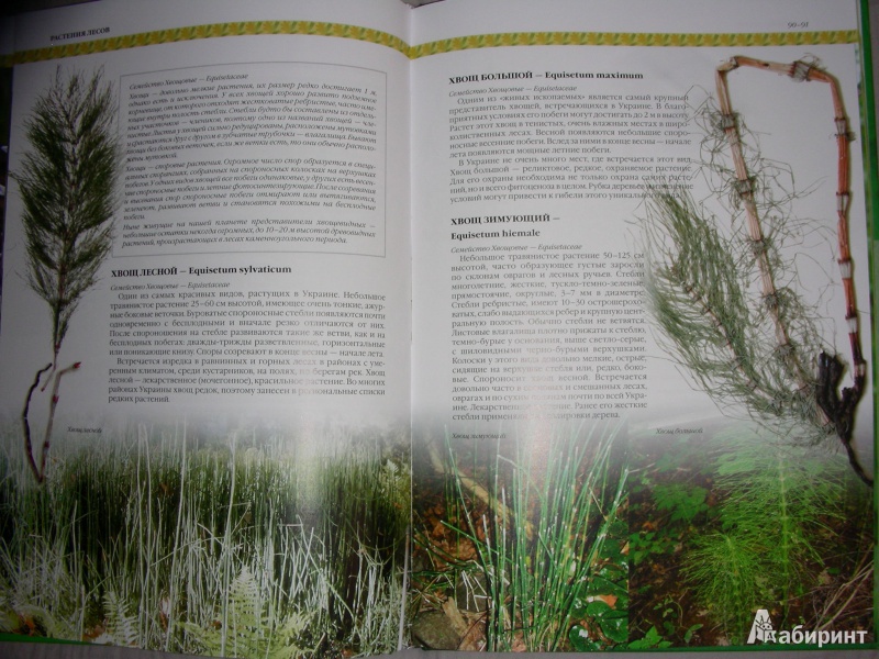 Иллюстрация 10 из 20 для Растения Украины - Юрий Гамуля | Лабиринт - книги. Источник: Анонимный Книгоголик