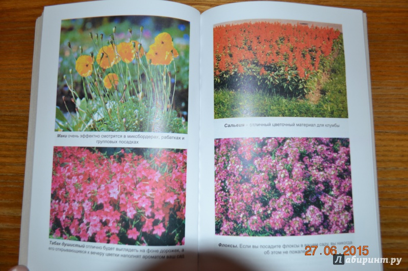Иллюстрация 21 из 26 для Благоухающие цветы в вашем саду - Владимир Железнев | Лабиринт - книги. Источник: Белоус Марина