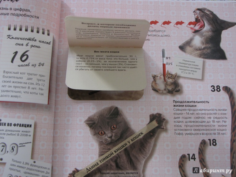 Иллюстрация 12 из 40 для Кошки. Подарок для всех, кто влюблен в кошек - Жан Кювелье | Лабиринт - книги. Источник: Nalyc
