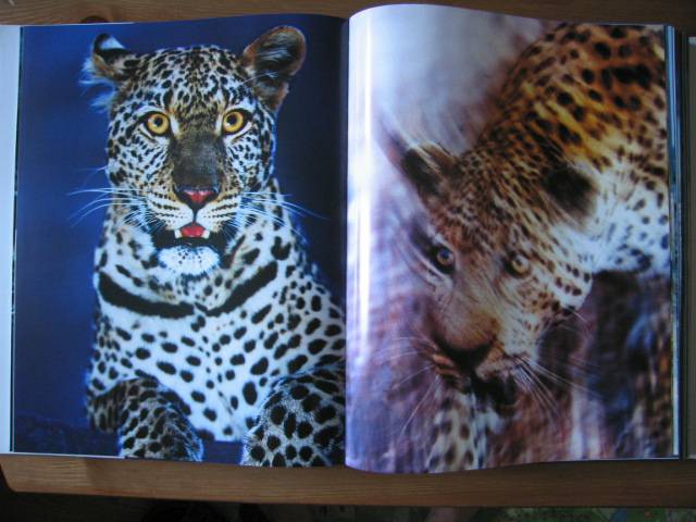 Иллюстрация 55 из 64 для Животные. Живая природа глазами фотографа - Стив Блум | Лабиринт - книги. Источник: Валька  Анна