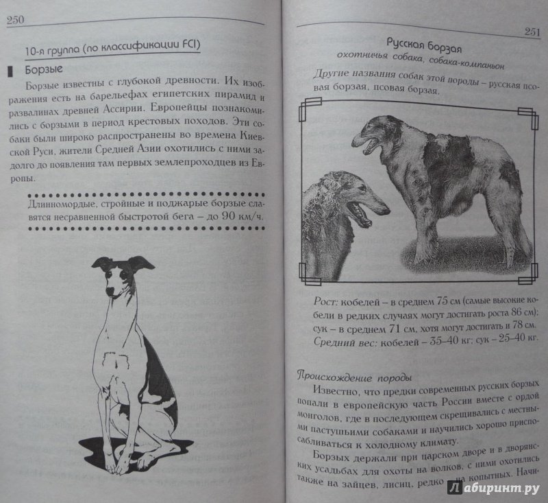 Иллюстрация 29 из 29 для Знакомьтесь, это ваша собака! | Лабиринт - книги. Источник: SiB