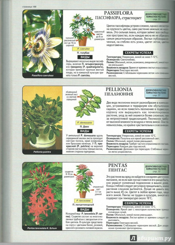 Иллюстрация 7 из 38 для Все о комнатных растениях - Дэвид Хессайон | Лабиринт - книги. Источник: A_92