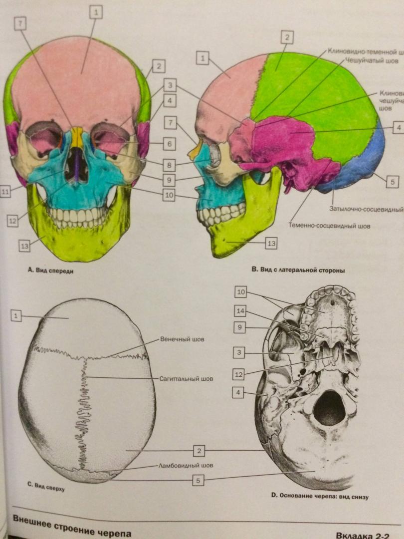 Иллюстрация 42 из 59 для Анатомия Неттера. Атлас-раскраска - Джон Хансен | Лабиринт - книги. Источник: Бабаев  Джавид