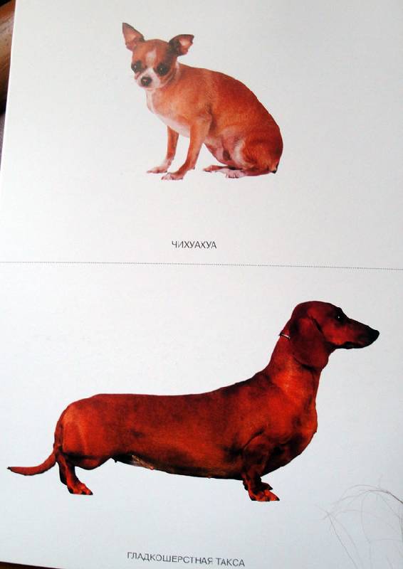 Иллюстрация 16 из 21 для Мир в картинках: Собаки. Друзья и помощники: 3-7 лет | Лабиринт - книги. Источник: АннаЛ