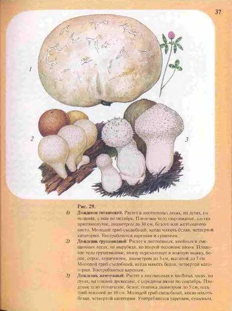 Иллюстрация 10 из 33 для Большой определитель грибов - Александр Юдин | Лабиринт - книги. Источник: enotniydrug