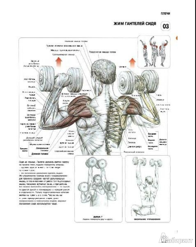 Иллюстрация 7 из 17 для Анатомия силовых упражнений для мужчин и женщин - Фредерик Делавье | Лабиринт - книги. Источник: МК