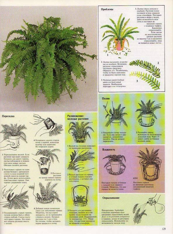 Иллюстрация 20 из 23 для Самые распространенные комнатные растения - Дэвид Лонгман | Лабиринт - книги. Источник: Ялина