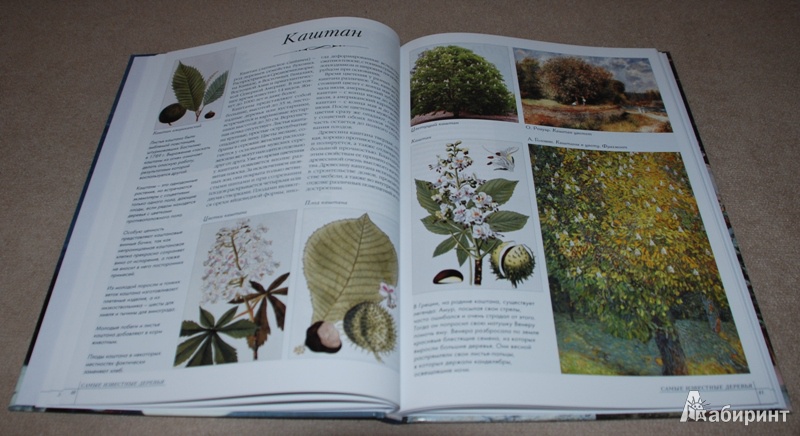 Иллюстрация 7 из 39 для Самые известные деревья | Лабиринт - книги. Источник: Книжный кот