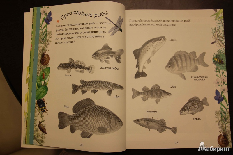 Иллюстрация 14 из 15 для Чудо-наклейки. Такие разные животные | Лабиринт - книги. Источник: Vilvarin  Laurea