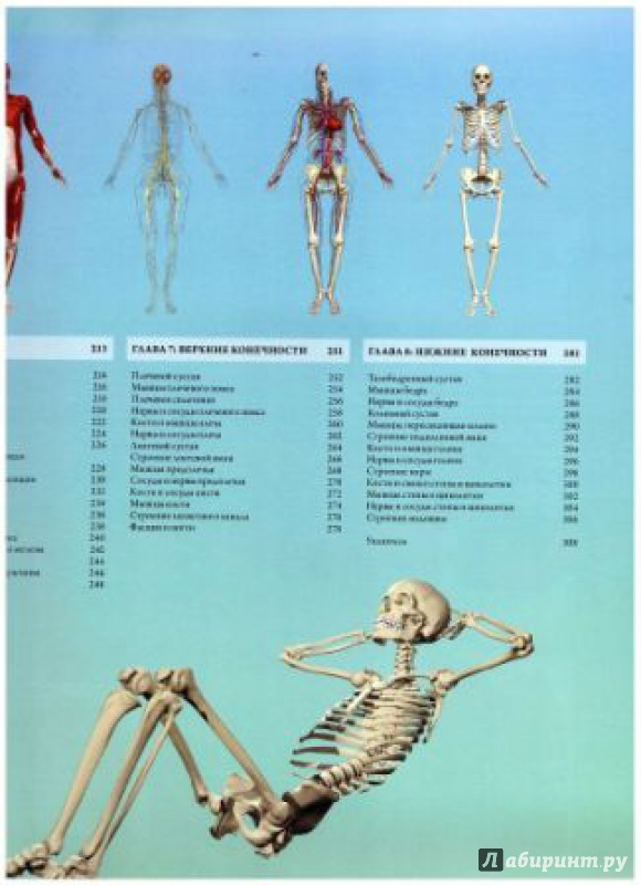 Иллюстрация 20 из 54 для Анатомия человека 360°. Иллюстрированный атлас - Джейми Роубак | Лабиринт - книги. Источник: lantonova