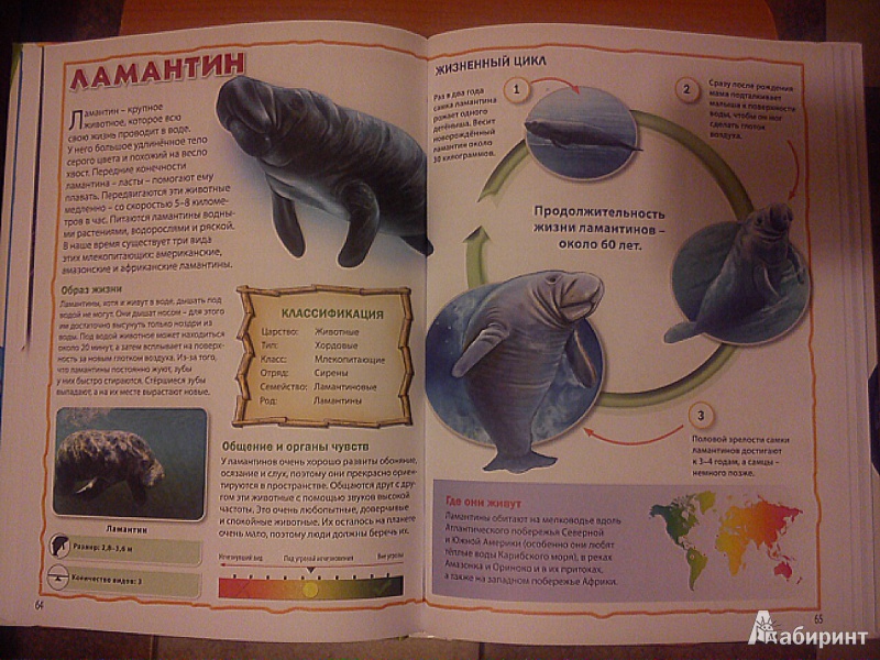 Иллюстрация 5 из 21 для Энциклопедия животных для маленьких почемучек | Лабиринт - книги. Источник: Л.Светлана