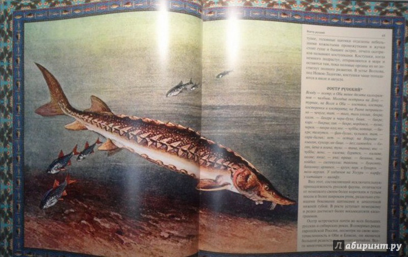 Иллюстрация 7 из 8 для Русская рыбалка | Лабиринт - книги. Источник: Елизовета Савинова
