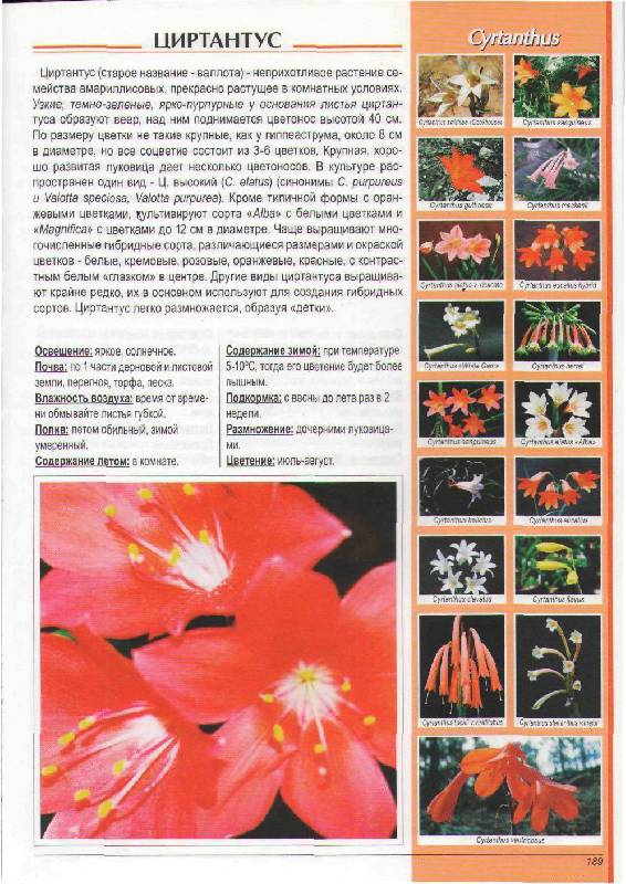 Иллюстрация 20 из 20 для Популярные комнатные растения: распространенные виды, сорта и гибриды - Вальтер Грюнвальд | Лабиринт - книги. Источник: Юта