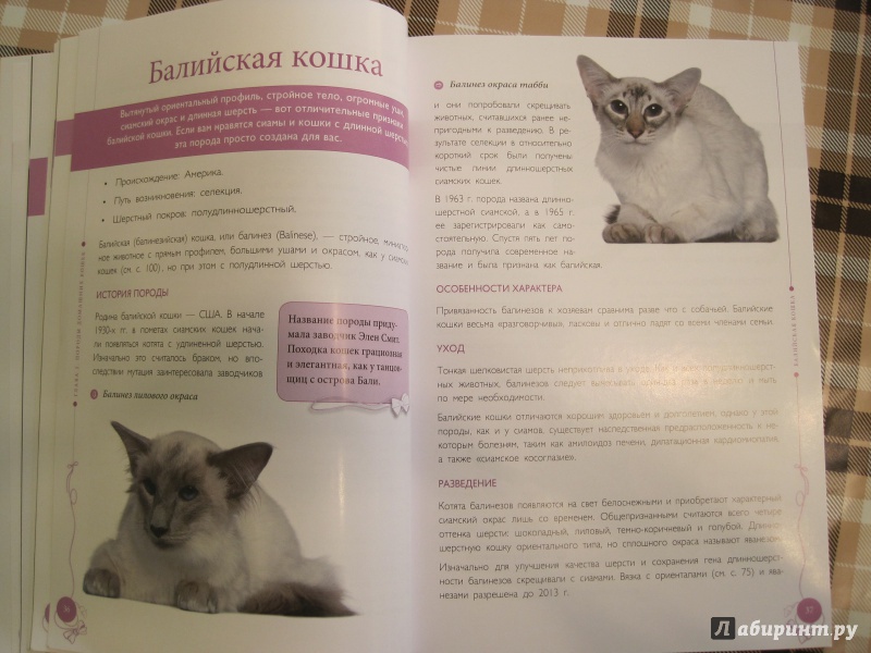 Иллюстрация 12 из 13 для Все породы кошек - Ольга Замятина | Лабиринт - книги. Источник: Наталья