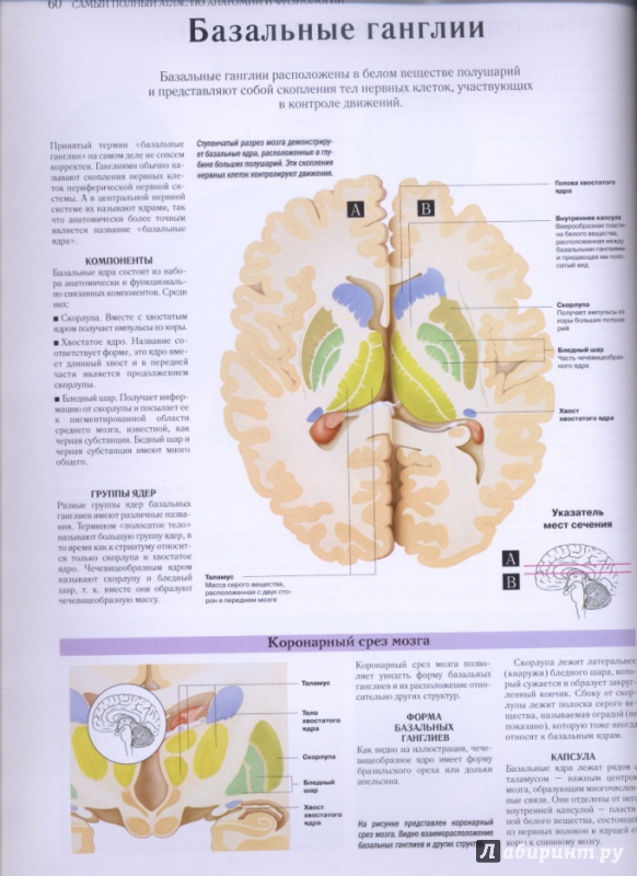 Иллюстрация 9 из 27 для Самый полный атлас по анатомии и физиологии | Лабиринт - книги. Источник: lidiya15