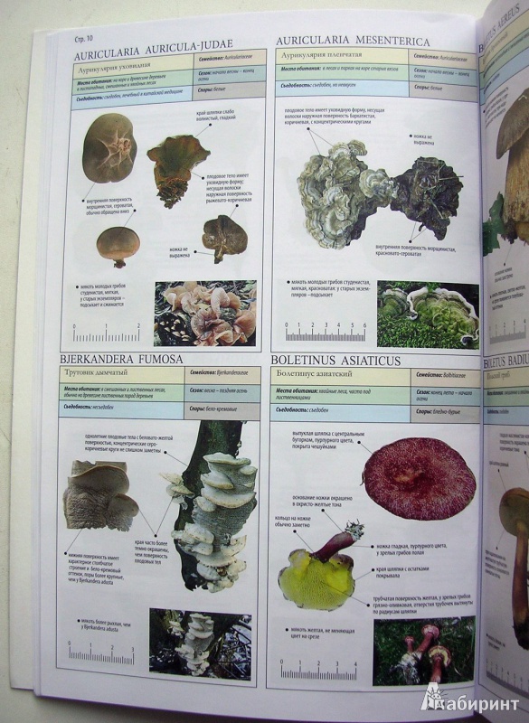 Иллюстрация 15 из 25 для Все о грибах - Пелле Янсен | Лабиринт - книги. Источник: Allee