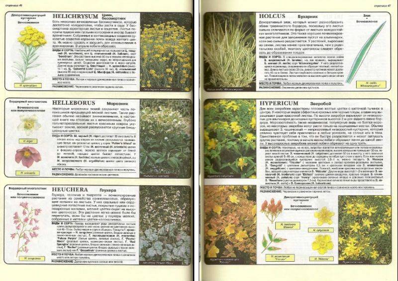 Иллюстрация 16 из 24 для Все о вечнозеленых растениях - Дэвид Хессайон | Лабиринт - книги. Источник: enotniydrug
