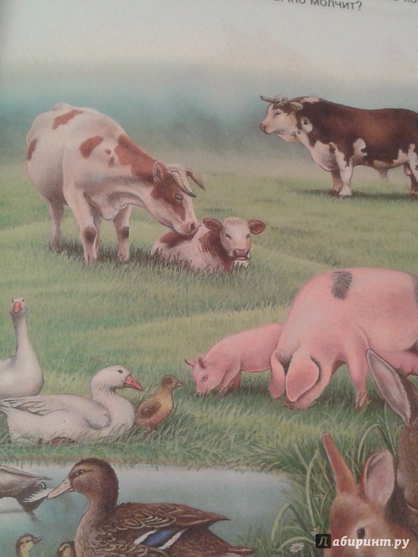 Иллюстрация 42 из 59 для Животные - Эмили Бомон | Лабиринт - книги. Источник: Написатель