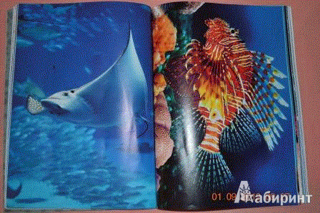 Иллюстрация 6 из 13 для Подводный мир - Эмма Сэл | Лабиринт - книги. Источник: KKatarinaA